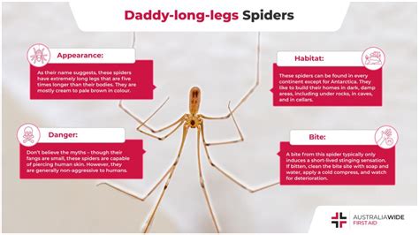 Why Do Daddy Long Legs Dance? And the Enigma of Their Rhythmicallity